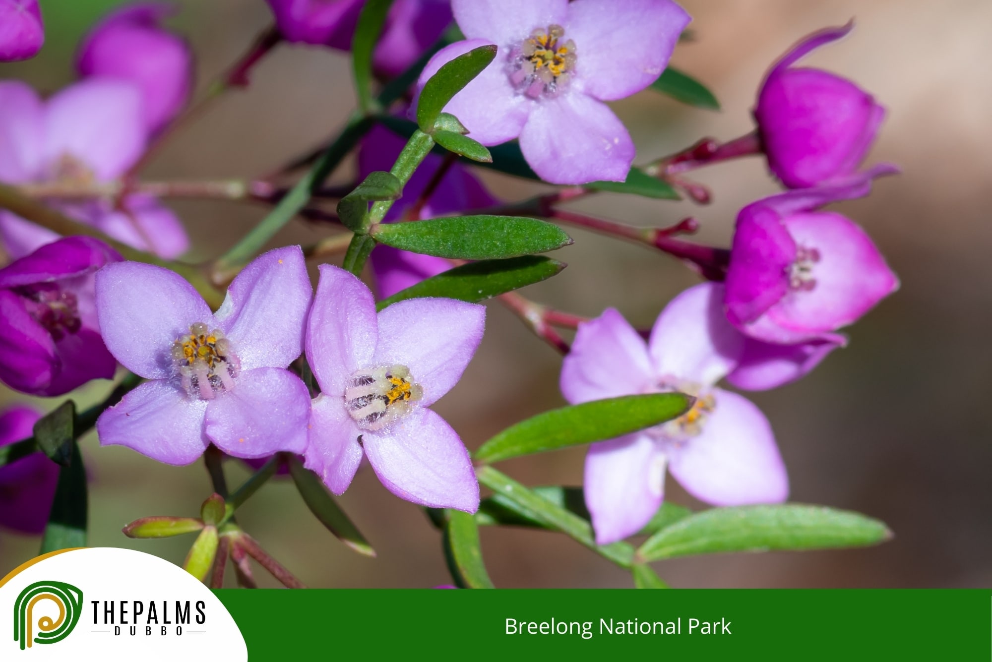 Breelong National Park