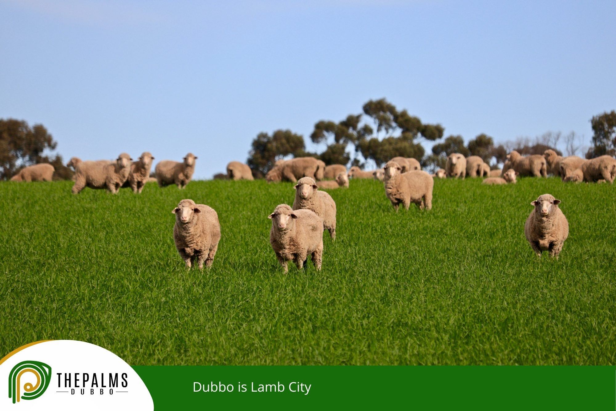 Dubbo is Lamb City
