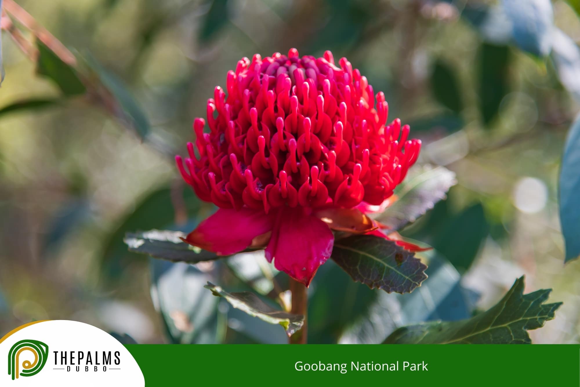 Goobang National Park