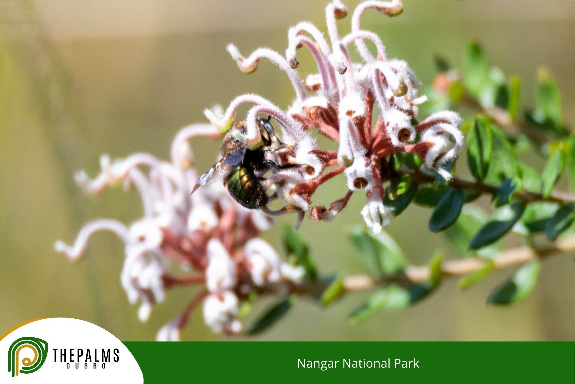 Nangar National Park