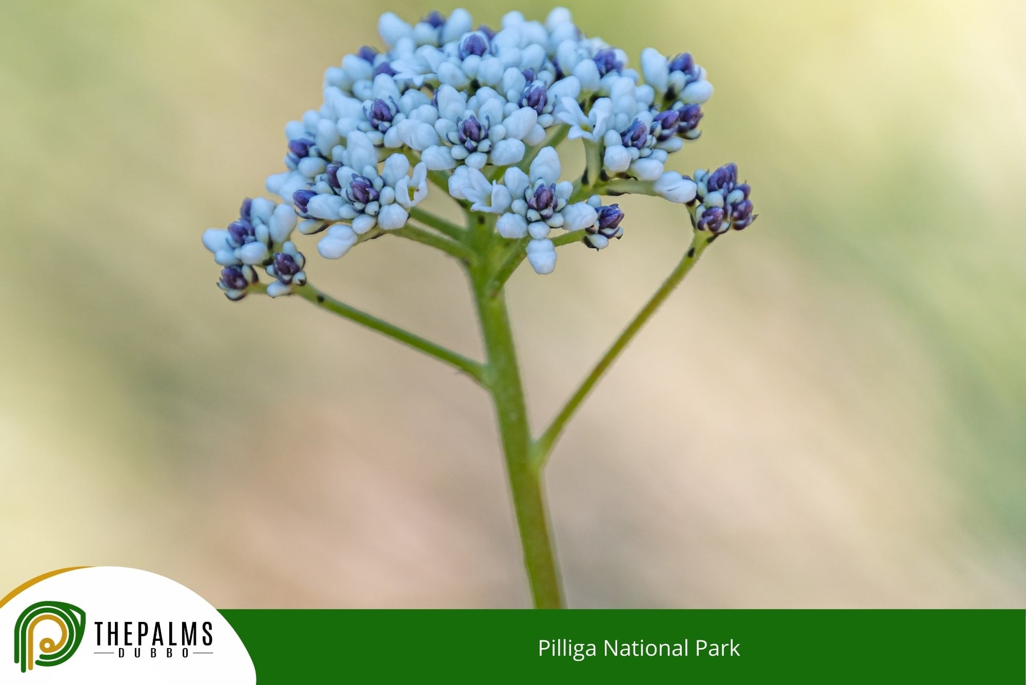 Pilliga National Park