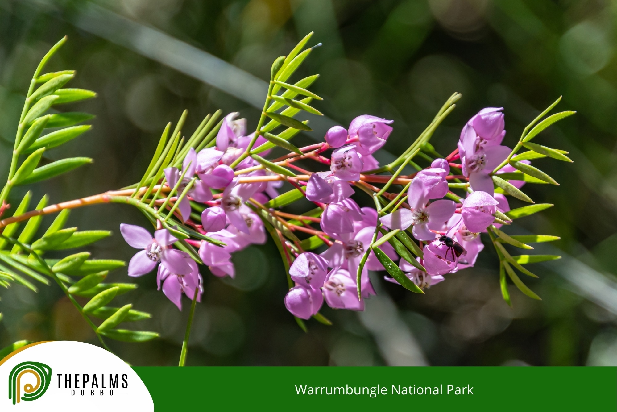 Warrumbungle National Park