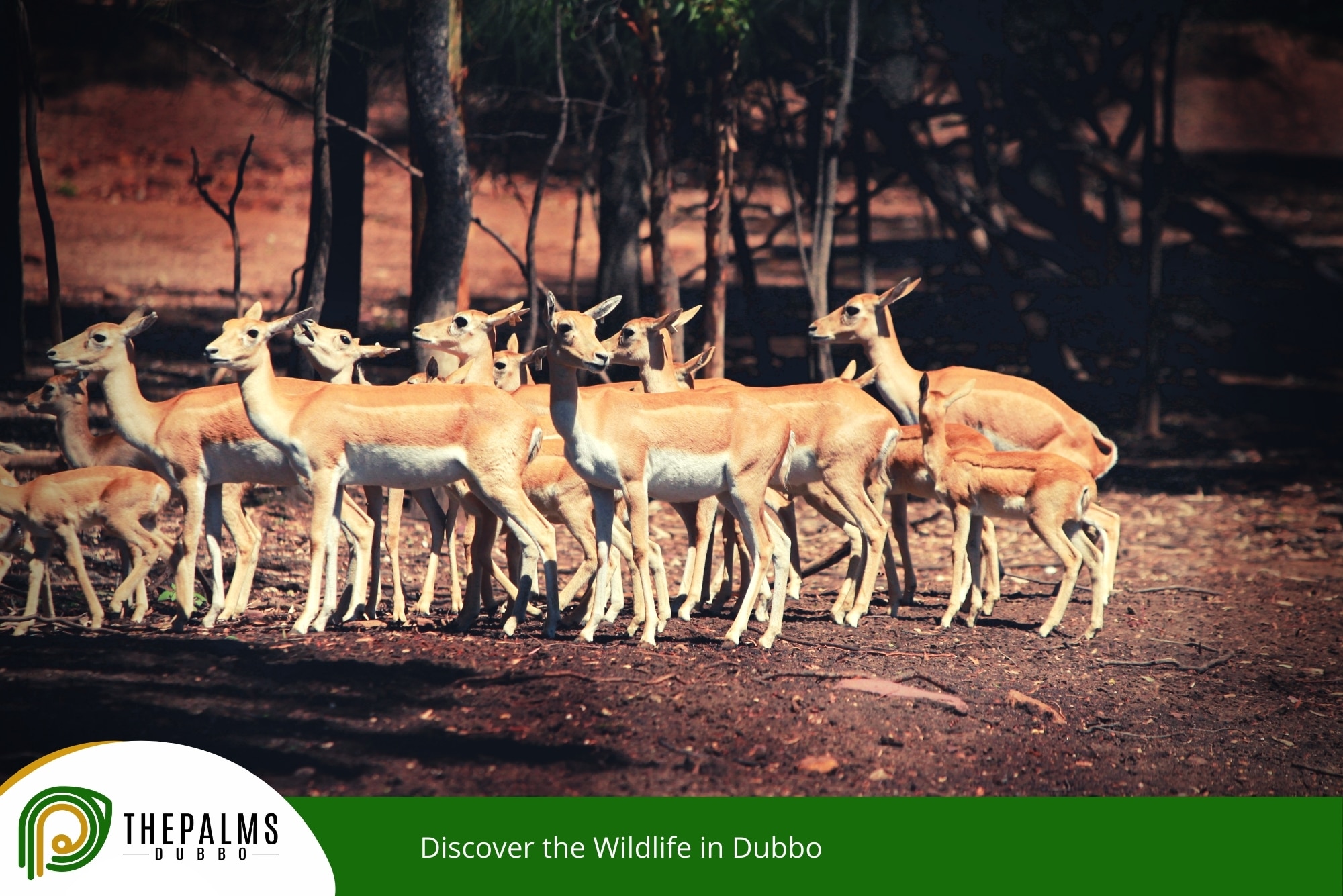 Discover the Wildlife in Dubbo