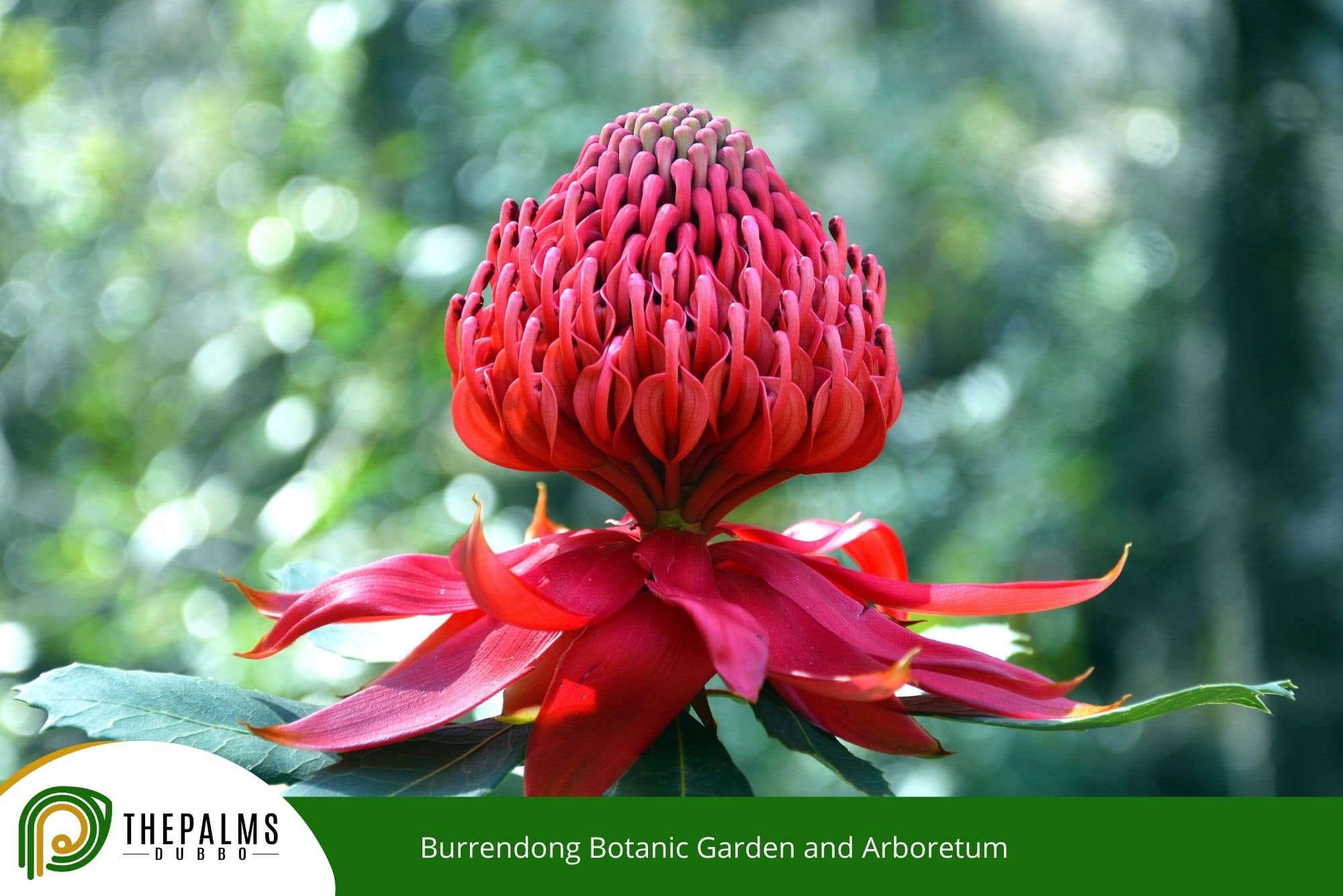 Burrendong Botanic Garden and Arboretum