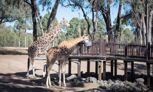 Taronga Western Plains Zoo