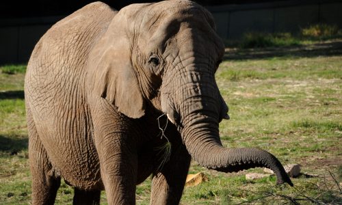 Taronga Western Plains Zoo 2
