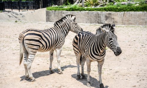Taronga Western Plains Zoo 3